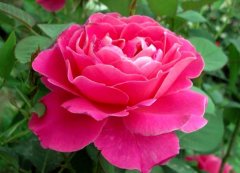 月季花的生长习性、开花条件与花期控制