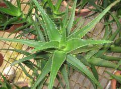 芦荟的养殖方法和养殖条件简介