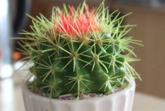 仙人球为什么不开花，如何才能使仙人球开花？