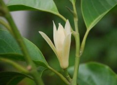 盆栽的白兰花该怎么养?