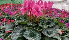 适合春节期间摆放的花卉有哪些？