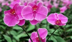 花卉盆景如何养护才好