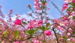 春天种什么花好？