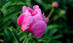 各种温室盆花的春季养护要点