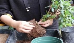 家庭盆花春季如何养护