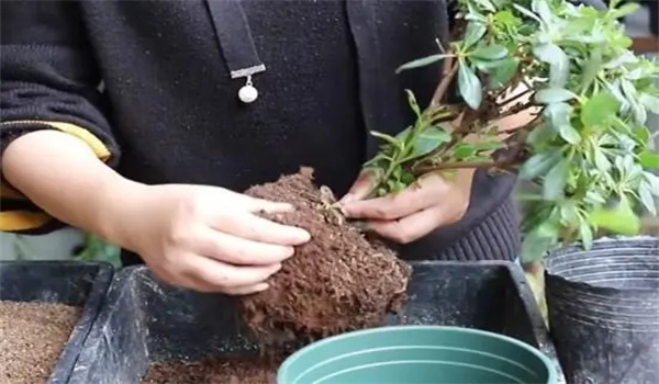 翻盆换土