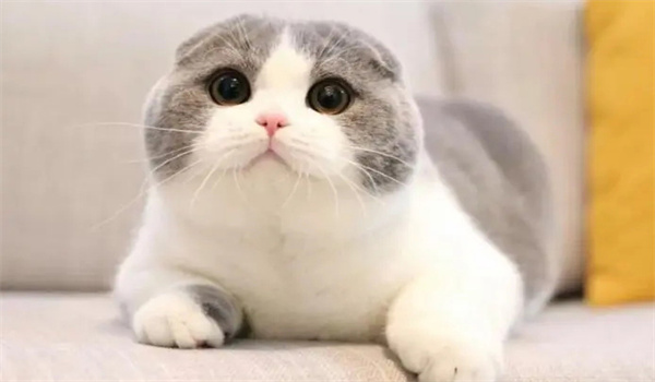 苏格兰折耳猫