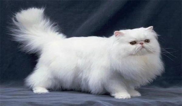 波斯猫