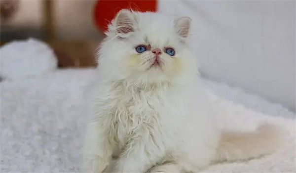 喜马拉雅猫