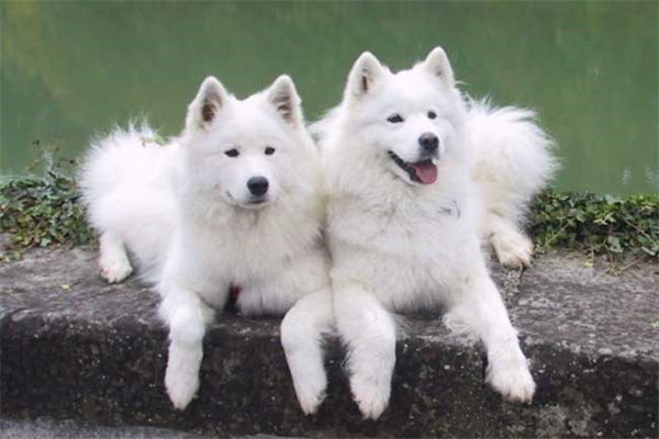 萨摩耶犬怎么饲养