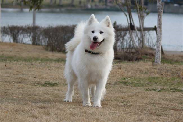 萨摩耶犬性格特点