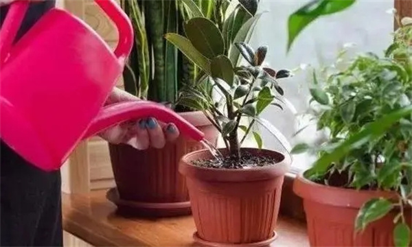 花卉的浇水时间