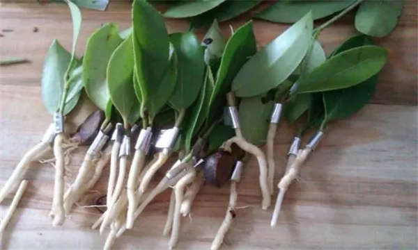 花卉嫁接繁殖要求