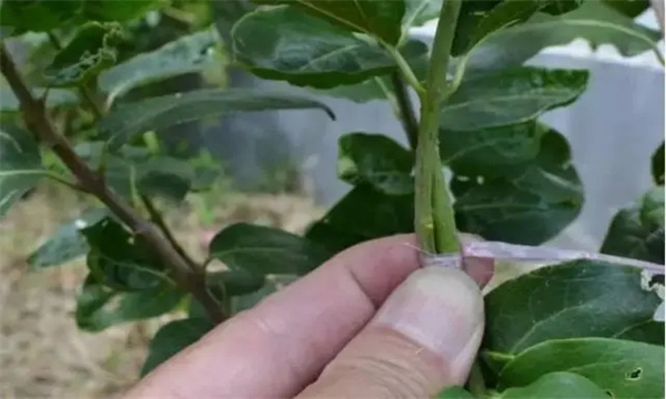 花卉嫁接的方法