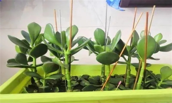花卉嫁接后管理