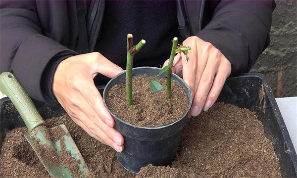 花卉扦插繁殖后如何管理