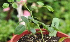 花卉播种后如何管理，何时分苗和移栽？