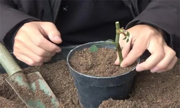 花卉播种后何时分苗和移栽