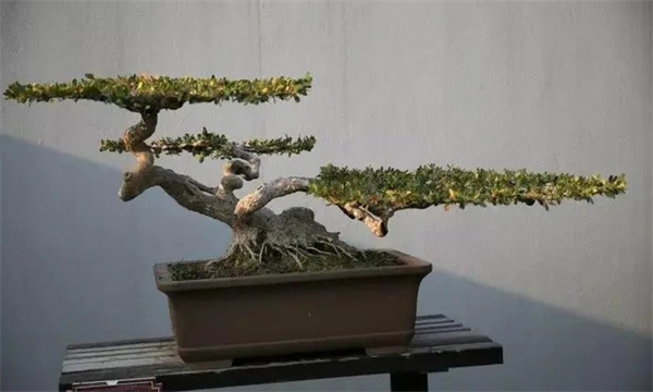 扬派盆景的显著特点