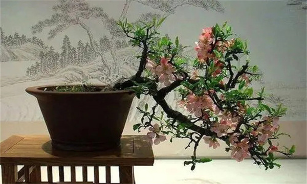 扬派盆景的两个分支