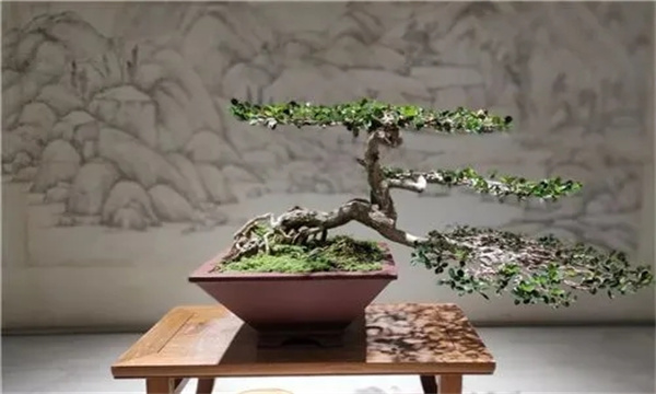 扬派盆景的常用树种