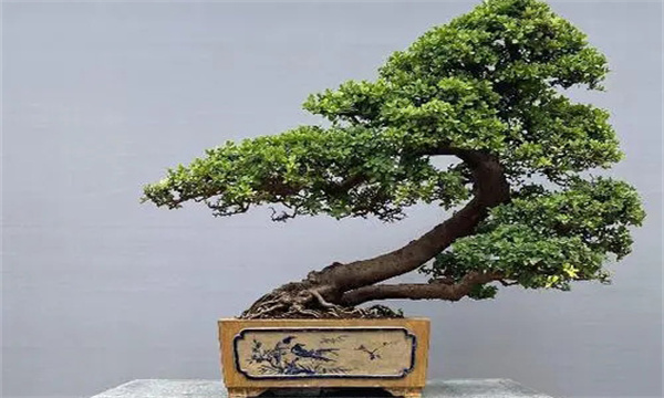 岭南派盆景的艺术风格