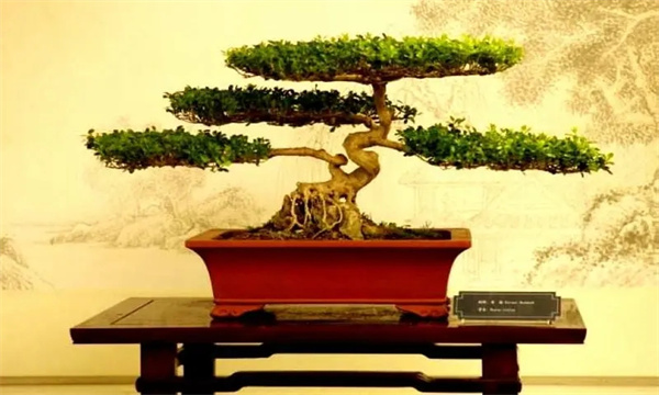 盆景的艺术流派