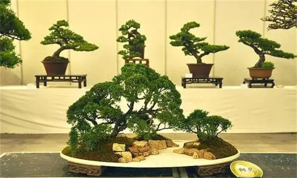 苏派盆景的常用材料