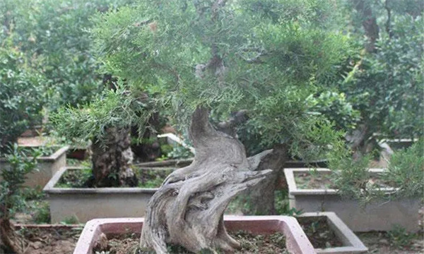 盆景的意境美