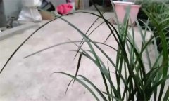 兰花如何安全过冬？兰花的日常养护方法