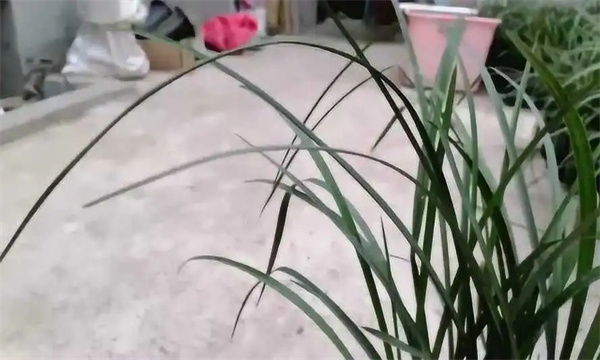兰花如何安全过冬