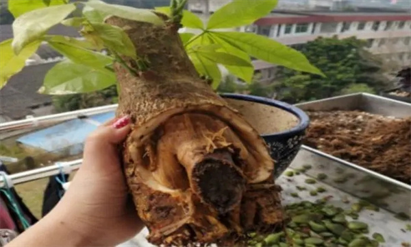 发财树烂根怎么办