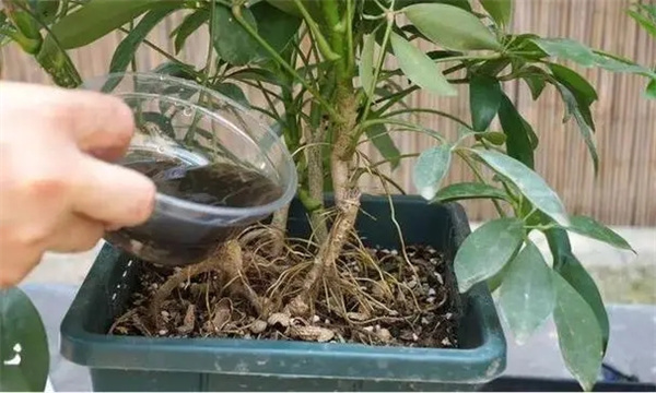 盆栽施肥的注意事项