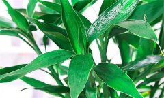 室内观叶植物栽培对环境有何要求？