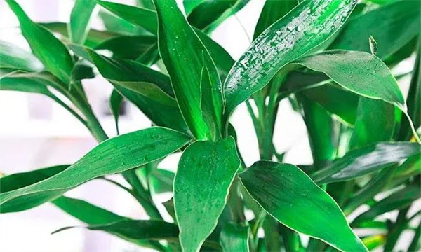 室内观叶植物栽培
