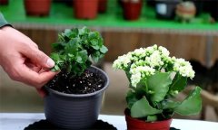 春季花卉养护要点？