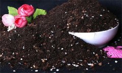 花卉栽培常用的肥料有哪些，花卉施肥有何技巧