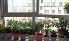 家中窗台（阳台）、室内如何养花？