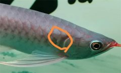 如何判断龙鱼是否有寄生虫 龙鱼要定期驱虫吗？