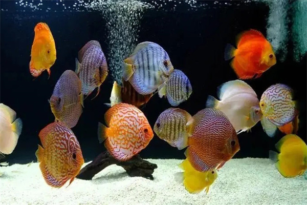 七彩神仙鱼喜欢面向鱼缸后壁